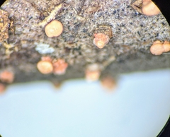 Nectria cinnabarina