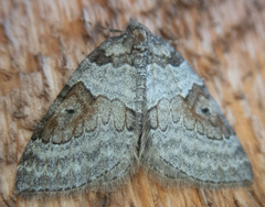 Plemyria georgii