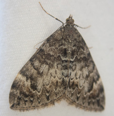 Dysstroma citrata