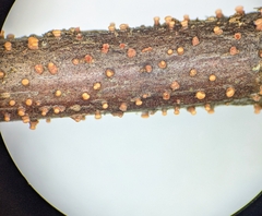 Nectria cinnabarina