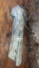 Lithomoia germana