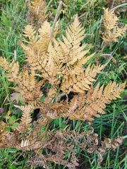 Pteridium