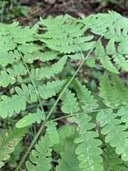Pteridium