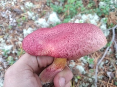 Suillus asiaticus