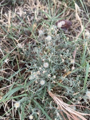 Erigeron divaricatus