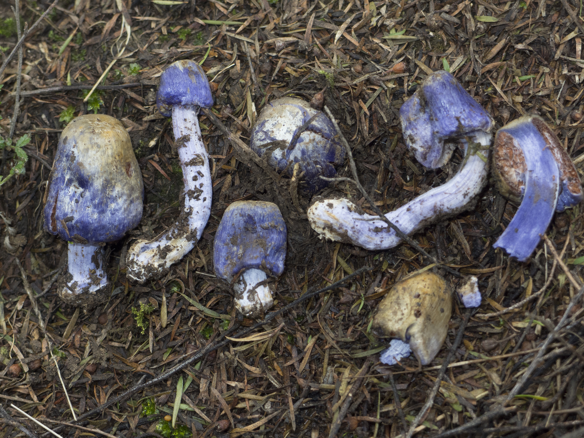 Cortinarius coneae image