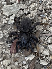 Amblyocarenum walckenaeri