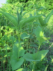 Heliopsis
