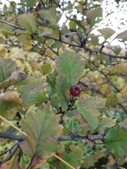 Crataegus sanguinea