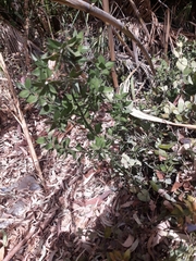 Ruscus aculeatus