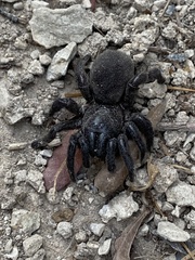 Amblyocarenum walckenaeri