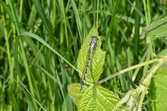 Coenagrion pulchellum