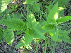 Heliopsis
