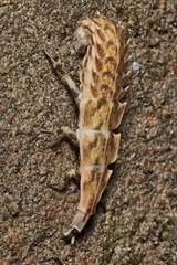 Pyractomena