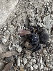 Amblyocarenum walckenaeri