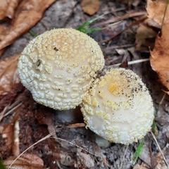 Amanita citrina