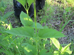 Heliopsis