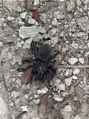 Amblyocarenum walckenaeri