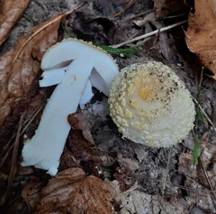 Amanita citrina
