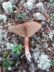 Lactarius