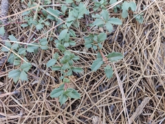 Ceanothus prostratus