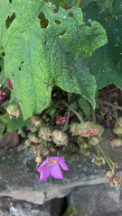 Rubus odoratus