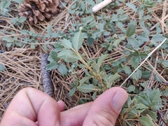 Ceanothus prostratus