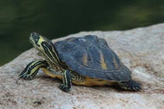 Trachemys scripta scripta