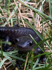 Ambystoma