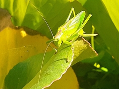Tettigonia cantans