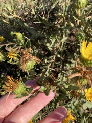 Grindelia squarrosa