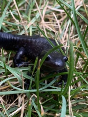 Ambystoma