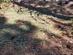 Ceanothus prostratus