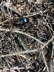 Geotrupes balyi