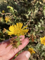 Grindelia squarrosa