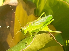 Tettigonia cantans