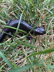 Ambystoma