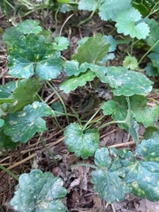 Puccinia glechomatis