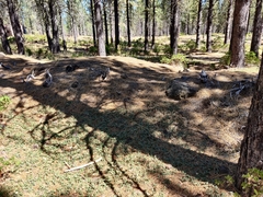 Ceanothus prostratus