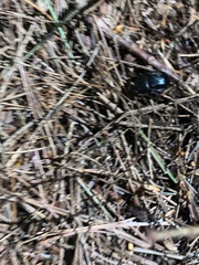 Geotrupes balyi