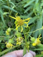 Senecio bigelovii