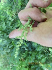 Chenopodium berlandieri