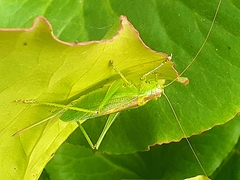 Tettigonia cantans