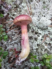 Suillus asiaticus