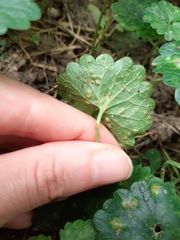 Puccinia glechomatis