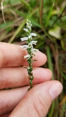 Spiranthes lacera