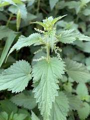 Urtica dioica dioica