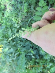 Chenopodium berlandieri