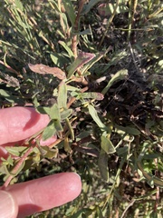 Grindelia squarrosa