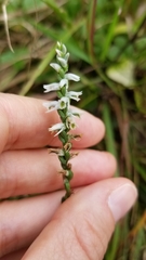 Spiranthes lacera
